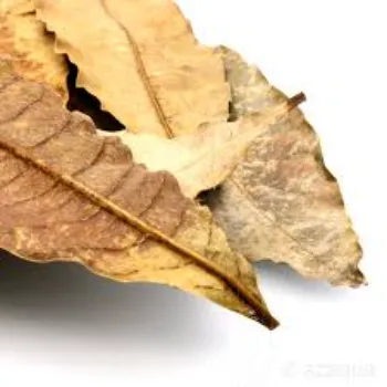 Herbal Dry Mango Leaves